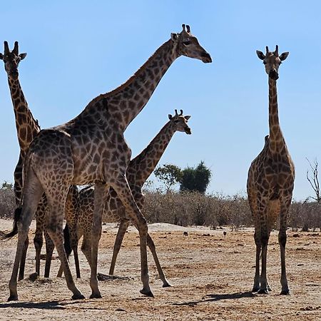Muchenje Xhabe Safari Lodge Chobe מראה חיצוני תמונה