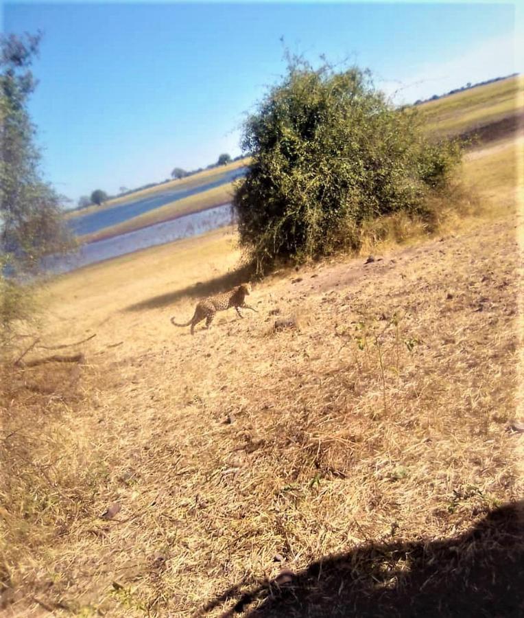 Muchenje Xhabe Safari Lodge Chobe מראה חיצוני תמונה