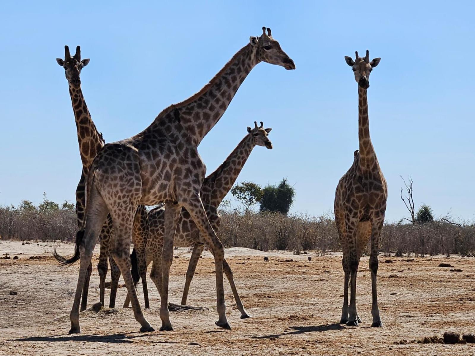 Muchenje Xhabe Safari Lodge Chobe מראה חיצוני תמונה